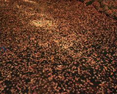 Tapeta Nature Beautiful Autumn 117.jpg